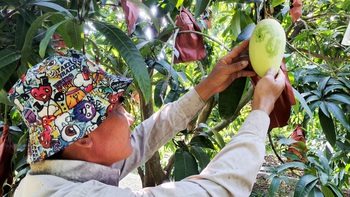 Trái xoài: Thực phẩm rất tốt cho mắt và sức khỏe tim mạch