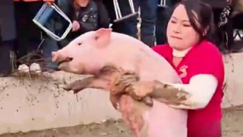 Cô gái 'mát tay' bắt heo: Thi đâu thắng đó, nhà chật kín chiến lợi phẩm