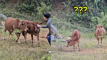 Cười sảng với thanh niên ra tận đồng cỏ để tìm bò mẹ để mắng vốn