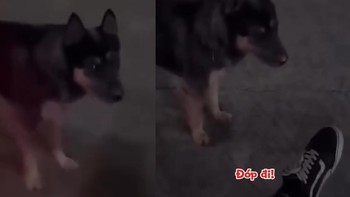Chú chó bị 'xịt keo' vì gặp trường hợp lạ