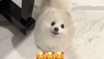 Chú chó hát cùng cô chủ siêu đáng yêu