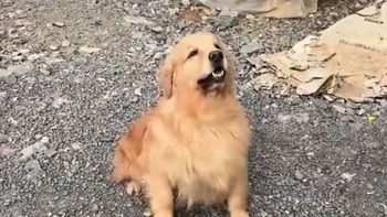 Chú chó cay cú khi sen làm hỏng bát đựng cơm
