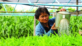 Chống biến đổi khí hậu: Càng già càng hay