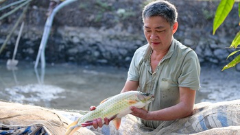 Cá bỗng 'hay dỗi' giúp người Tày ở Hà Giang làm du lịch