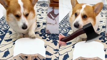 Chú chó corgi nổi quạu khi bị ông chủ chơi xấu