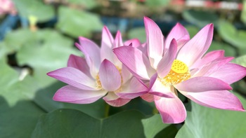 Về Cao Lãnh ngắm sen hồng nở rộ giữa lòng thành phố
