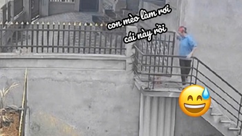 Mèo ngơ ngác khi bị bà chủ đổ thừa làm vỡ kính