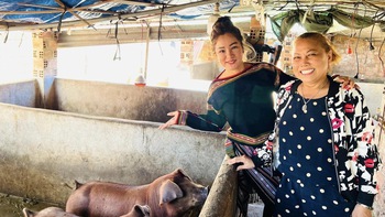 Sao Việt vỡ nợ: Người bán hàng online, kẻ nuôi heo trồng rau