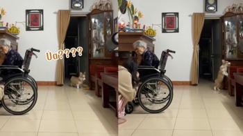 Chú chó ngơ ngác tìm cô chủ siêu đáng yêu