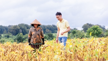 Vụ mới bắt đầu trên ‘Cánh đồng đạm tự nhiên’ ở Cư Jút