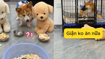 Chú chó nổi cáu vì bị đối xử không công bằng