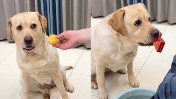 Chú chó lém lỉnh trả đũa ông chủ cho đồ ăn dơ