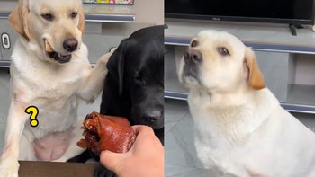 Chú chó cay cú khi sen cho đồng bọn ăn thịt còn mình ăn xương