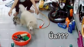 Cười sảng với chú chó diễn sâu