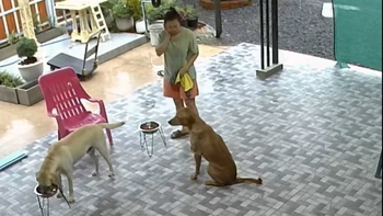 Chú chó hối lỗi khi lỡ làm cô chủ đau
