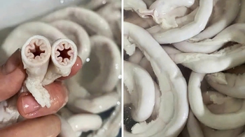 Bé 10 tháng tuổi tử vong, trong máu có nồng độ cồn; lòng se điếu hiếm nhưng bán đầy thị trường