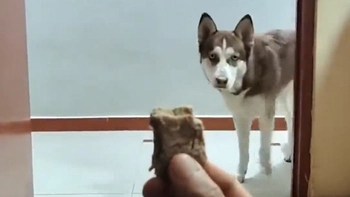 Chú chó tham ăn bị dính cú lừa