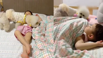 Chú chó thông minh biết tắt đèn, đắp chăn cho cậu chủ nhỏ