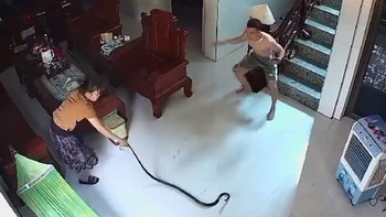 Chồng hú hồn khi thấy vợ tay không bắt rắn khủng