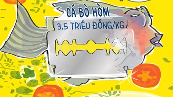 Chân dung con cá bò hòm 500 gr thổi bay 20 triệu đồng của ông chủ