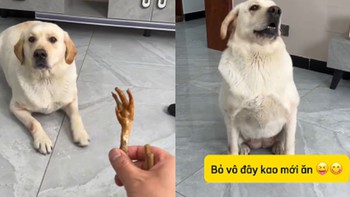 Chú chó bị mất miếng mồi ngon vì đòi ăn trong tô