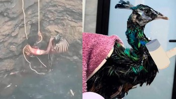 Chàng trai giải cứu con công bị mắc kẹt dưới hố nước