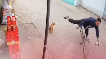 Thanh niên ngứa chân đá chó bị ngã sấp mặt