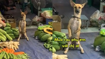 Chú chó ngoan ngoãn ngồi bán rau giúp chủ