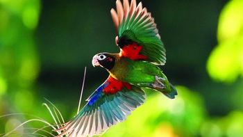 Costa Rica - Xứ sở bình yên của chim trời