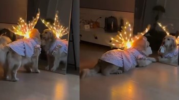 Chú chó điệu đà thích soi gương