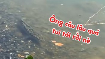 Cá lóc bơi sát bờ tìm cần thủ