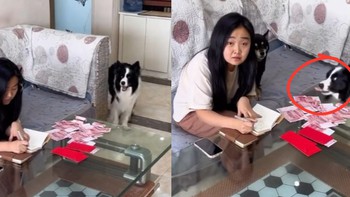 Chú chó giúp ông chủ trộm tiền của 'nóc nhà'