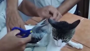 Dùng mèo để vận chuyển chất cấm vào nhà tù