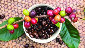 Cà phê mít: Từ hương vị bí ẩn Tây Nguyên đến tách cà phê toàn cầu