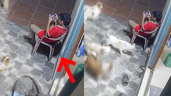 Bé trai mải mê chơi game, không biết rắn bò dưới chân