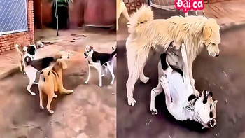 Chó 'đại ca' xử lý đồng bọn hổ báo một nốt nhạc