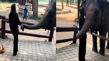 Chú voi liên tục ôm cô gái khi được cho ăn