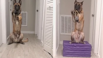 Chú chó bắn ná cao su siêu đỉnh