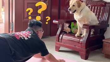 Chú chó 'thừa nước đục thả câu' khi cậu chủ đang tập yoga