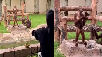 Đười ươi vỗ tay động viên nữ du khách ném chuối trượt
