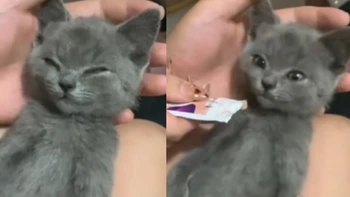 Phản ứng đáng yêu của những chú mèo khi ngửi mùi món ăn khoái khẩu