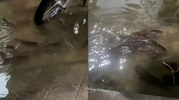 Đàn cá tung tăng bơi vào nhà sau cơn mưa lớn ở thành phố Thủ Đức