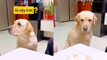 Chú chó nổi quạu vì bị tranh phần ăn