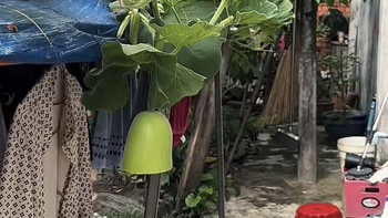 Ảnh vui 28-5: Khi ngoại kêu cắt nửa trái bầu để nấu canh...