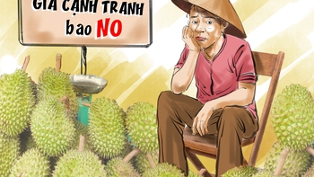 Đừng để sầu riêng thành... sầu chung