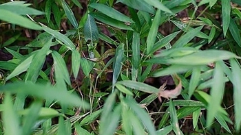 Mắt 10/10 mới thấy con muồm muỗm ở đâu