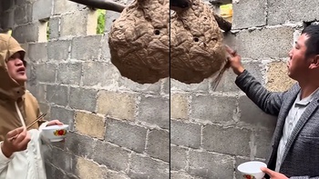 Chàng trai sưng miệng khi dùng đũa bắt ong, chiên ăn tại chỗ