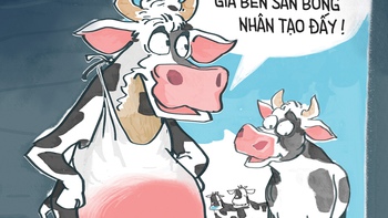 Bò bố đi quảng cáo... sữa