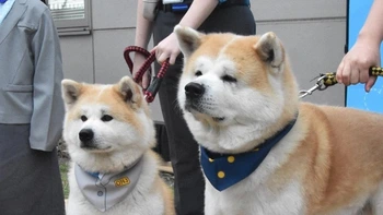 Bổ nhiệm 2 chú chó Akita làm giám đốc sân bay