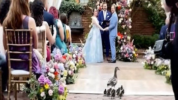 Vịt mẹ dẫn đàn con vào hôn trường dự đám cưới cô chủ